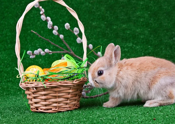 Nest with easter eggs and rabbit — Stock Photo, Image