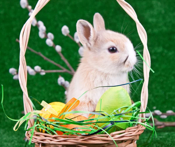 Húsvéti tojás és nyúl — Stock Fotó