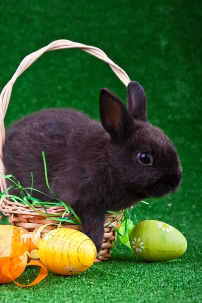 Black rabbit and easter eggs — Stock Photo, Image