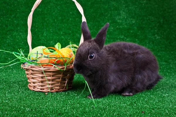 Easter eggs in nest and black rabbit — Stock Photo, Image