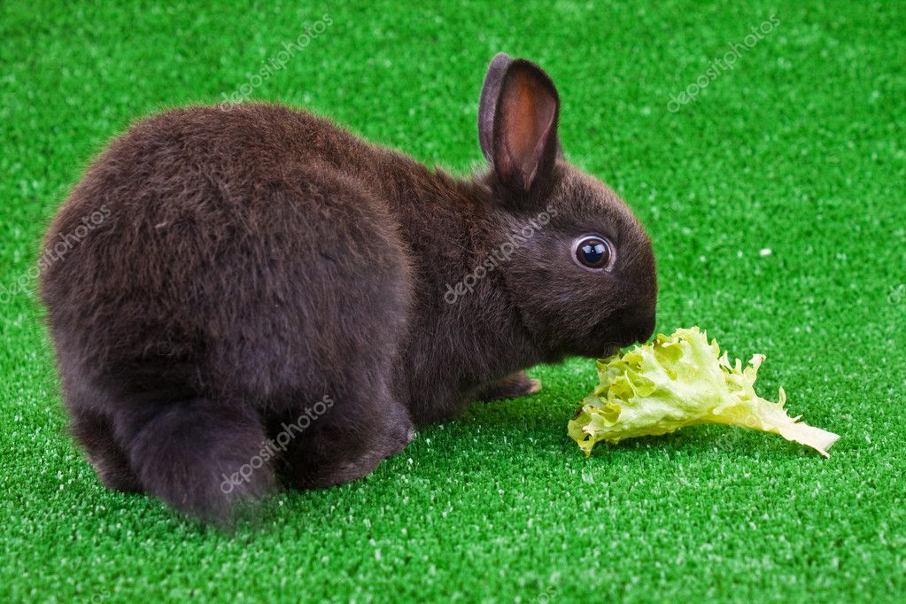 Domestic rabbit eating salad — Stock Photo © luckybusiness 2676136