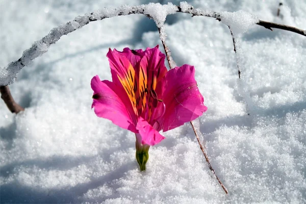Flor y nieve — Foto de Stock