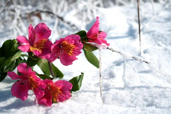 The flowers on snow — Stock Photo, Image