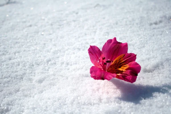 Blomma och snö — Stockfoto