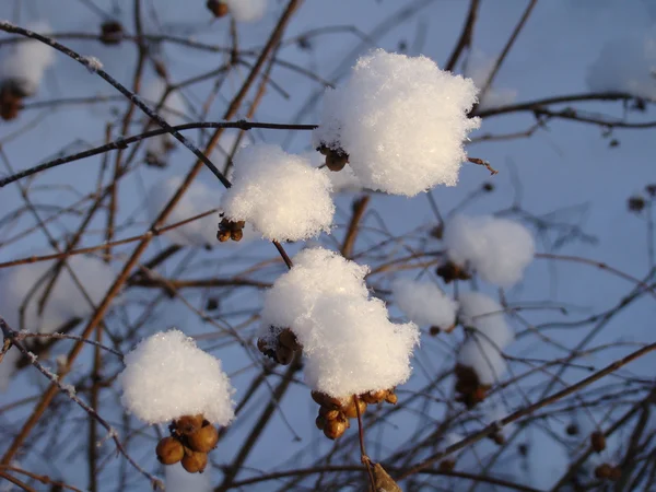 Ягоды на снежной ветке деревьев . — стоковое фото