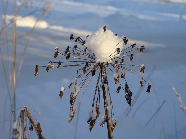 Nahaufnahme eines Zweiges mit Schnee — Stockfoto