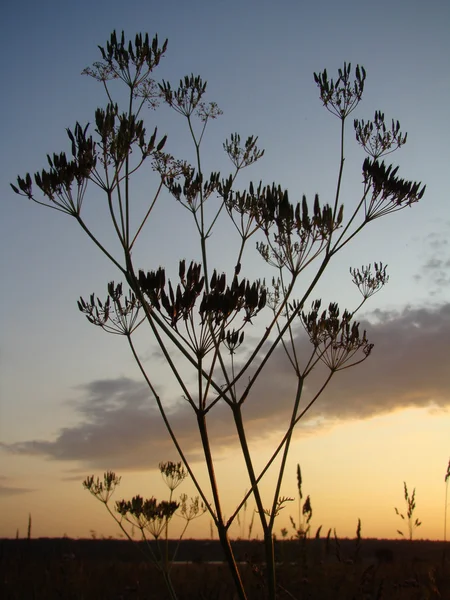 stock image Summer evening. Russia