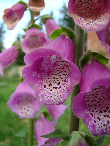 Violetta blommor på nära håll — Stockfoto