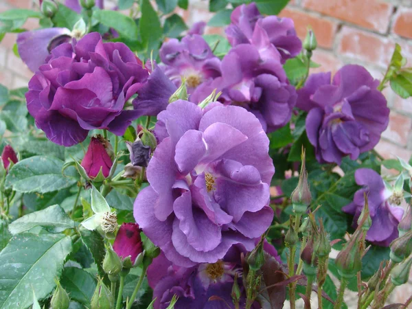 Strauch von violetten Rosen — Stockfoto