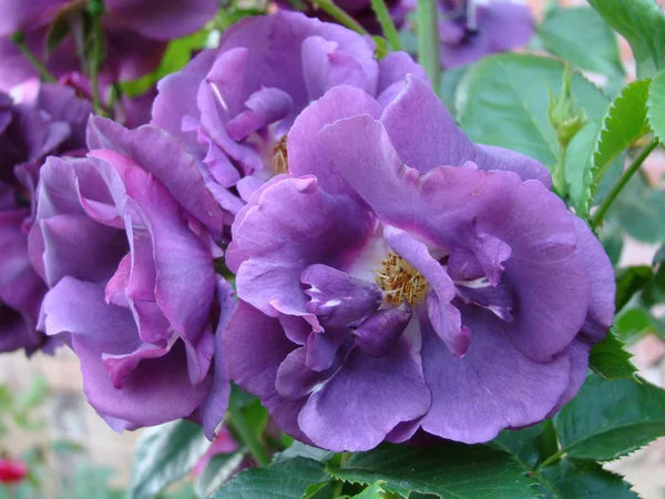 Krzak róż fiolet — Zdjęcie stockowe