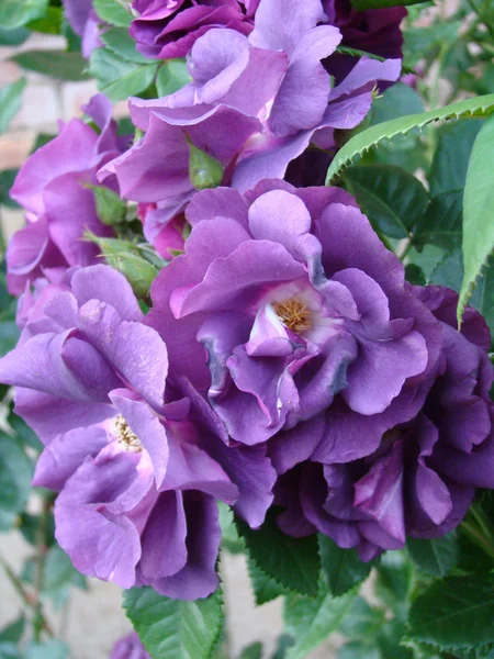 Purpur rose — Stock Photo, Image