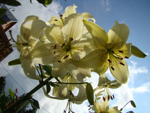 Biała lilia z bliska — Zdjęcie stockowe