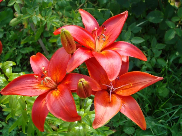 Lily close up — Stock Photo, Image