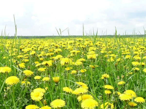 dandelions Kayran