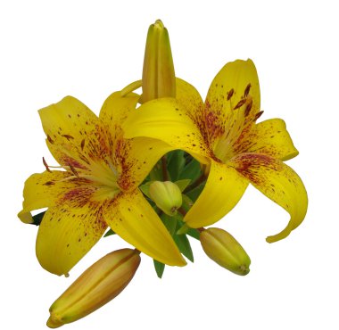 Tiger lily on white backgroung clipart