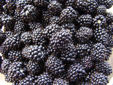 Blackberry