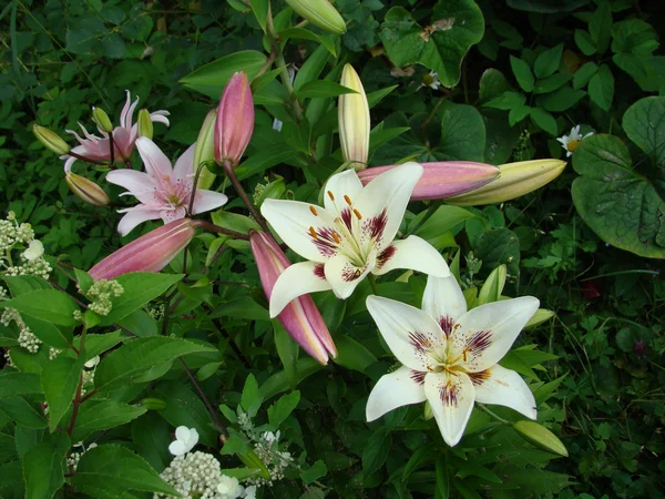 Piękna biała lilia makro — Zdjęcie stockowe