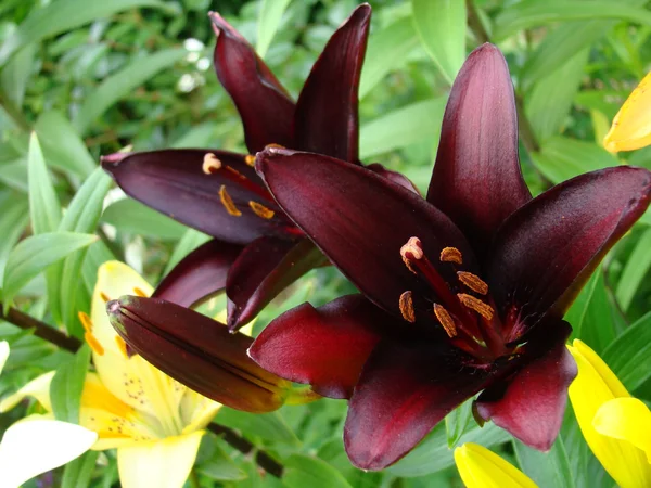 Beautiful black lily close-up — Stock Photo, Image