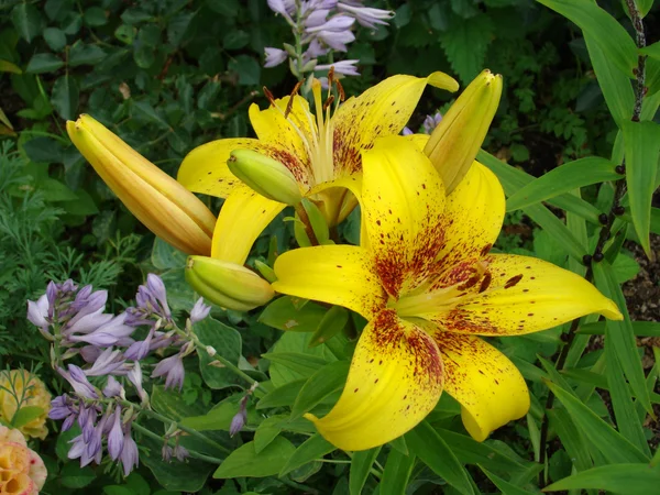Piękny żółty lily bliska — Zdjęcie stockowe