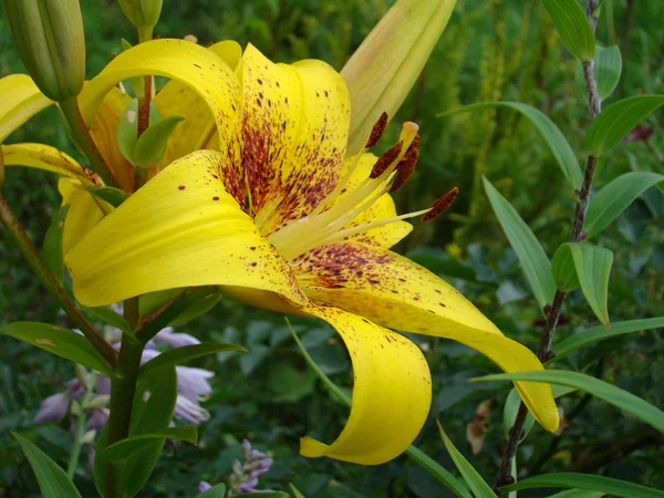 Beautiful yellow lily close-up — Stock Photo, Image