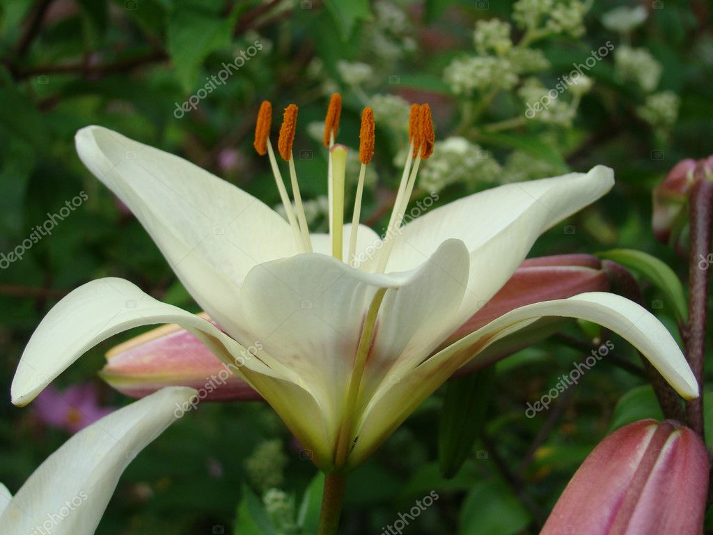Beautiful white lily close-up — Stock Photo © ChasIKS #2534976