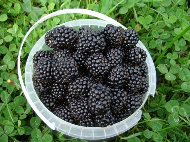 Blackberry