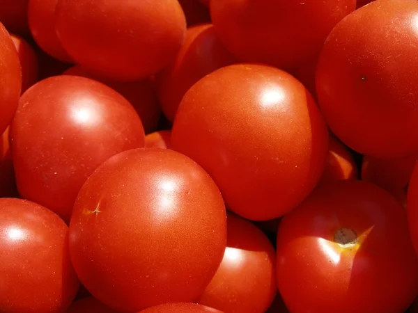 stock image Tomatoes