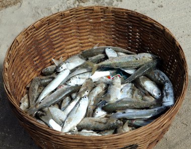 Fish catch in wicker basket clipart