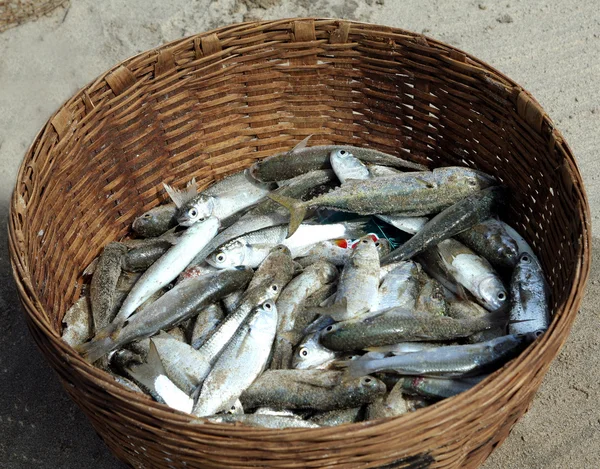 Fish catch in wicker basket — Stock Photo, Image