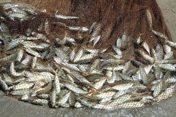 Fish catch by fishing net — Stock Photo, Image