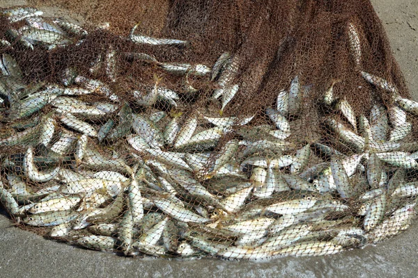 Vis vangen door visnet Rechtenvrije Stockafbeeldingen