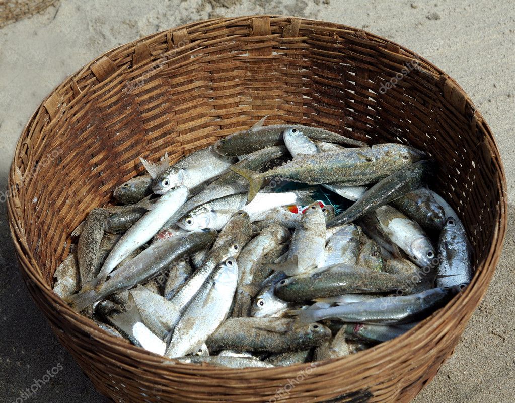 Fisk fångst i rotting — Stockfotografi © shershellka 2030653