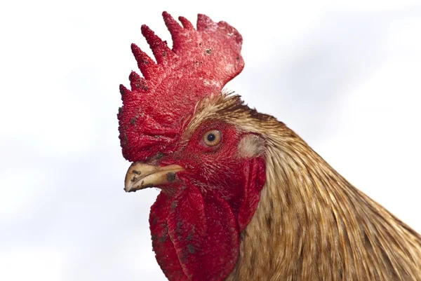 Close-up of Golden Sebright rooster, 1 year old, in front of white ...