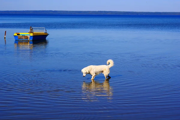 Kutya a tóban — Stock Fotó