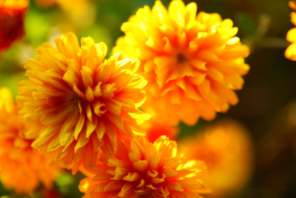 A chrysanthemum