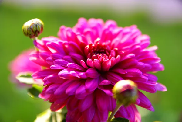 Un crisantemo Foto Stock Royalty Free
