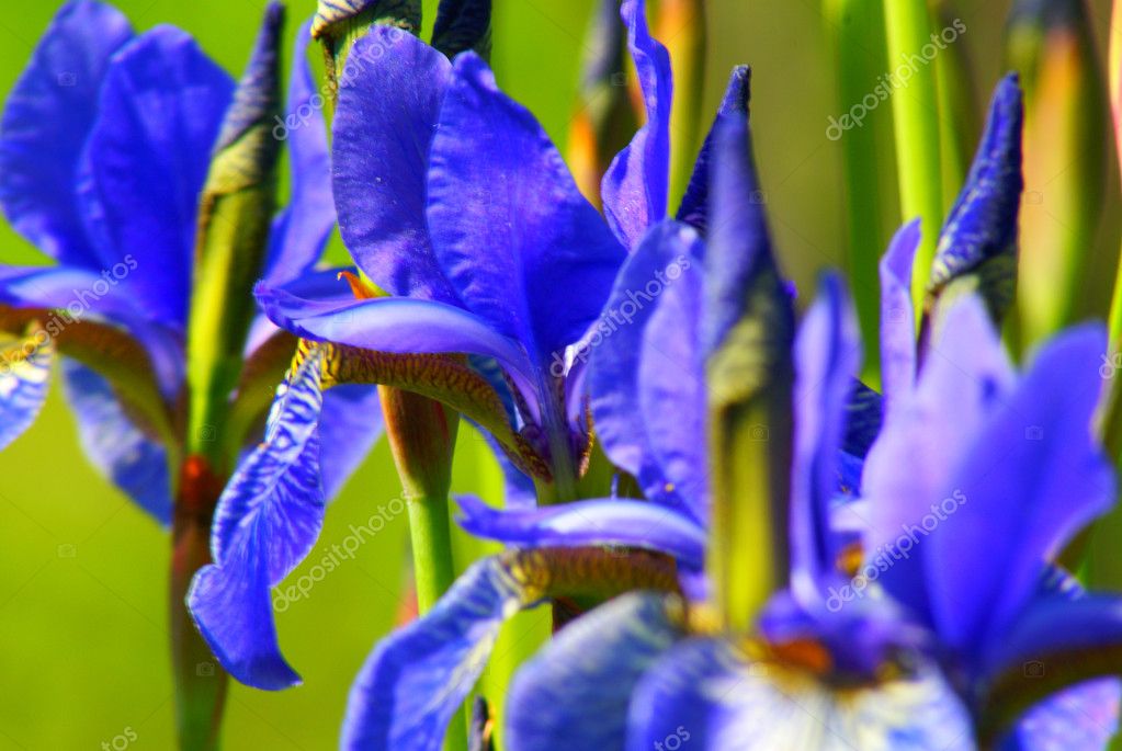 A dark blue lilies — Stock Photo © Ruiv78 1918409