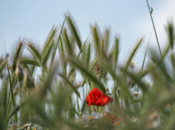 Flor de amapola —  Fotos de Stock