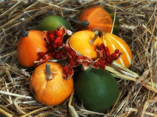 Pumpkin, cucurbita pepo — Stock Photo, Image