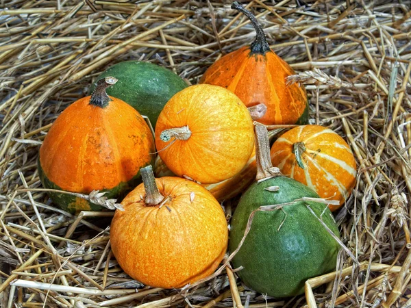 Pumpkin, cucurbita pepo — Stock Photo, Image