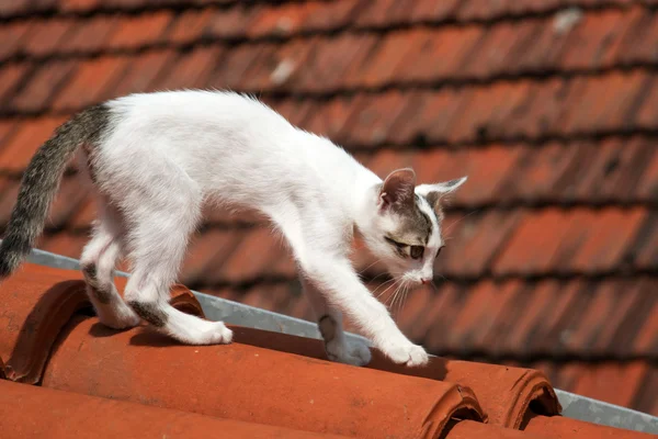 Gattino gatto — Foto Stock