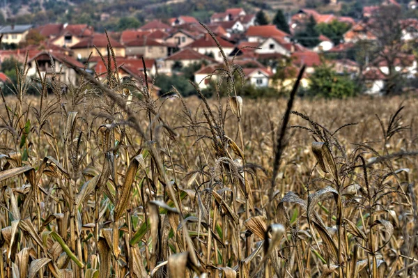 Plantacji kukurydzy — Zdjęcie stockowe