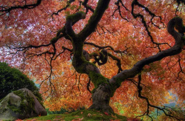 Drzewo klon japoński — Zdjęcie stockowe