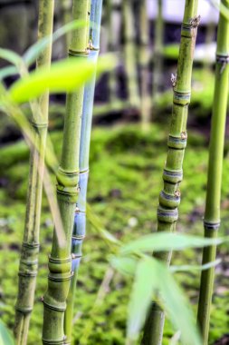 Bambu ormanı