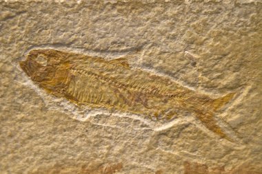 fosilleşmiş balık
