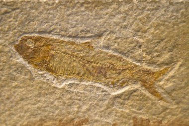 Fossilized Fish clipart