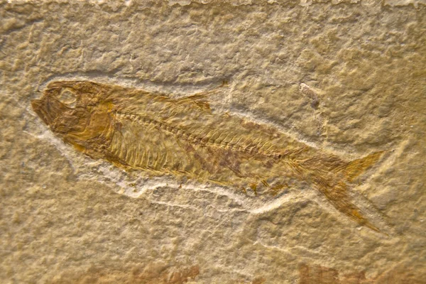 stock image Fossilized Fish