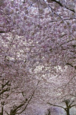 Cherry Blossom Canopy at Spring Time clipart