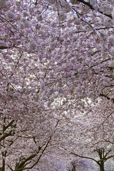 봄 시간에서 벚꽃 캐노피 — 스톡 사진