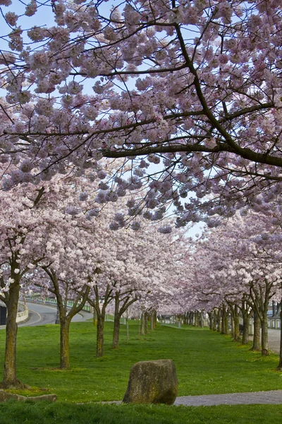 Цветущая сакура весной — стоковое фото
